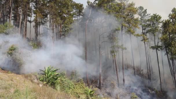 Kebakaran Hutan Gunung Asap Dari Api Hutan Terpencil Dengan Asap — Stok Video