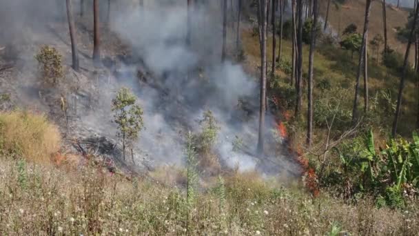 Fogo Florestal Montanha Fumar Uma Fogueira Floresta Campo Com Fumaça — Vídeo de Stock