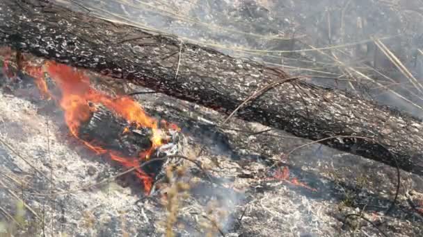 山での森林火災 火事で煙が出た 山火事による火災煙のある田舎の森 山火事は森の中で燃える 野火による煙Pm — ストック動画