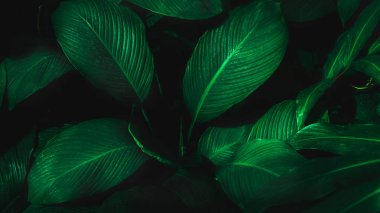 Herb wall, plant wall, natural green wallpaper and background. nature wall. Nature background of green forest