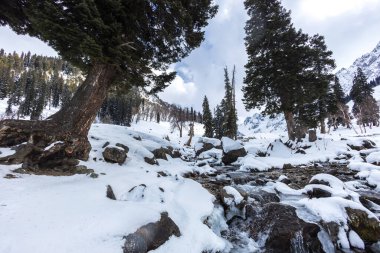 Forest and mountain in Winter Season. The snow-covered fields. Awesome Beautiful tourism winter vacation background