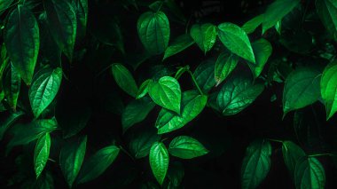 Herb wall, plant wall, natural green wallpaper and background. nature wall. Nature background of green forest