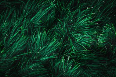 Herb wall, plant wall, natural green wallpaper and background. nature wall. Nature background of green forest