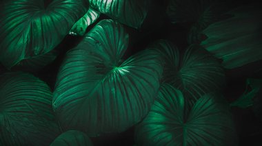 Herb wall, plant wall, natural green wallpaper and background. nature wall. Nature background of green forest