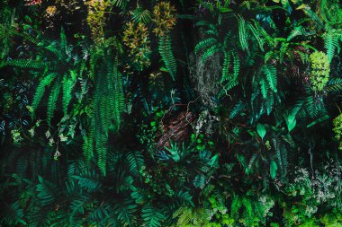 Herb wall, plant wall, natural green wallpaper and background. nature wall. Nature background of green forest