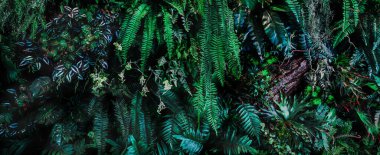 Herb wall, plant wall, natural green wallpaper and background. nature wall. Nature background of green forest
