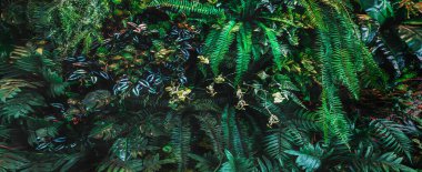 Herb wall, plant wall, natural green wallpaper and background. nature wall. Nature background of green forest