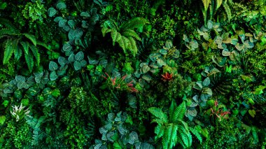 Herb wall, plant wall, natural green wallpaper and background. nature wall. Nature background of green forest