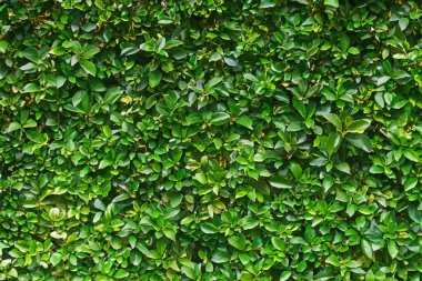 Herb wall, plant wall, natural green wallpaper and background. nature wall. Nature background of green forest