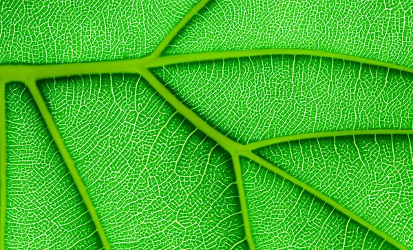 Grön Löv Bakgrund Närbild Ett Löv Ett Grönt Blad Med — Stockfoto