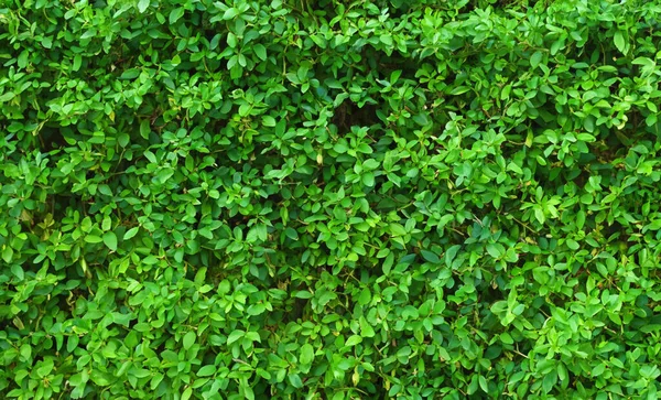 Herb Wall Plant Wall Natural Green Wallpaper Background Nature Wall — Fotografia de Stock