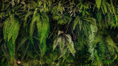 Herb wall, plant wall, natural green wallpaper and background. nature wall. Nature background of green forest
