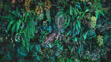 Herb wall, plant wall, natural green wallpaper and background. nature wall. Nature background of green forest