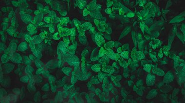 Herb wall, plant wall, natural green wallpaper and background. nature wall. Nature background of green forest