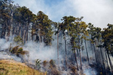 Dağda orman yangını. Yangından çıkan duman. Kırsal kesimde orman yangından çıkan dumanlar. Ormandaki orman yangını toprağı yakıyor. Wildfire 'dan duman çünkü Başbakan 2.5