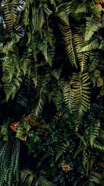 Herb wall, plant wall, natural green wallpaper and background. nature wall. Nature background of green forest