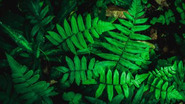 Herb wall, plant wall, natural green wallpaper and background. nature wall. Nature background of green forest