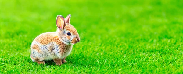 Tavşancık Paskalya Tavşanı Yoksa Yeni Doğmuş Tavşan Bebek Şirin Tavşan — Stok fotoğraf