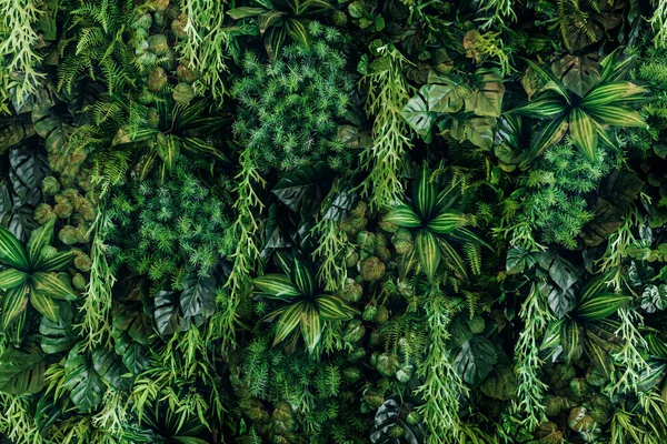 Herb Wall Plant Wall Natural Green Wallpaper Background Nature Wall — Stock fotografie