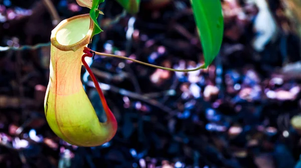 猪笼草是食虫植物 在花园里种上猪笼草 Pitcher Plant Nepenthes Bicalcarata Pitcher Family Nepenthaceae — 图库照片
