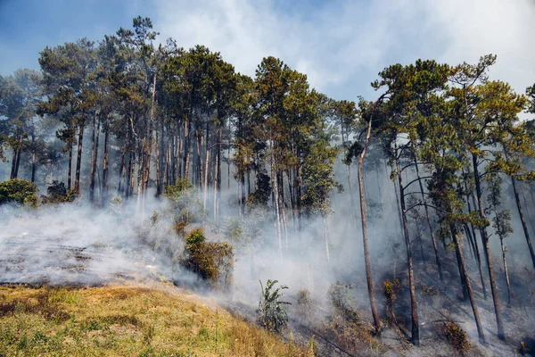 Φωτιά Στο Βουνό Καπνός Από Φωτιά Παραθαλάσσιο Δάσος Καπνό Φωτιάς — Φωτογραφία Αρχείου