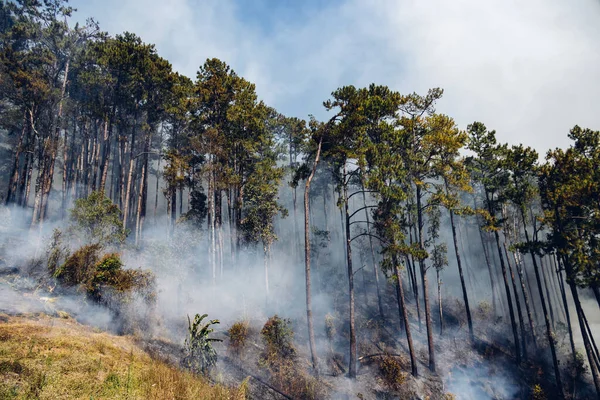 Fuego Forestal Montaña Humo Incendio Bosque Campo Con Humo Fuego — Foto de Stock