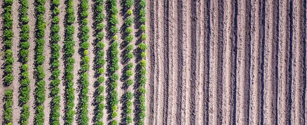 空中ビュー田舎の農地で若いキャッサバの植物の植え付けと行の前に土壌の行 農業分野 — ストック写真