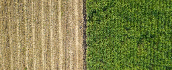 緑と茶色のフィールドの半分に分かれています 植え付け前の土壌の空中ビュー行 背景のために用意された耕起畑のサトウキビ畑のパターン 植栽のために準備された耕地内の行パターン — ストック写真