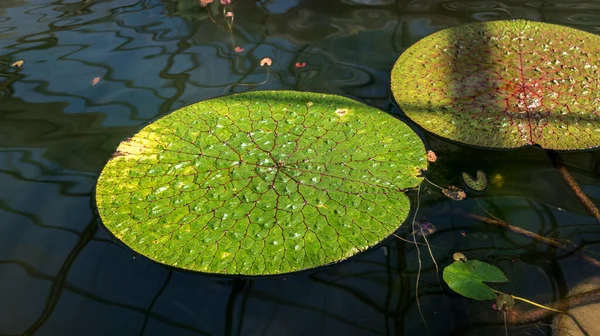 Linda Flor Lótus Nenúfares Rosa Lagoa Waterlily Com Folhas Verdes — Fotografia de Stock