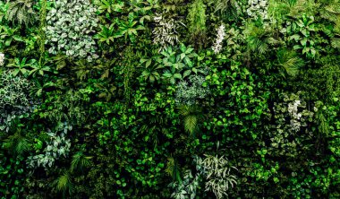 Herb wall, plant wall, natural green wallpaper and background. nature wall. Nature background of green forest