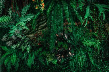 Herb wall, plant wall, natural green wallpaper and background. nature wall. Nature background of green forest