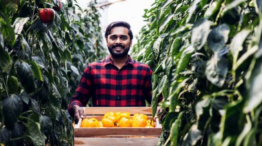 Çiftçi hasat çan biberi. tarım ve gıda üretimi kavramı. Çiftçi, ekolojik ve geleneksel bir serada Bell Pepper seçiyor. Çan biberi bahçesindeki mutlu bahçıvan. Sezon hasatı