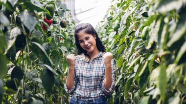 Çiftçi hasat çan biberi. tarım ve gıda üretimi kavramı. Çiftçi, ekolojik ve geleneksel bir serada Bell Pepper seçiyor. Çan biberi bahçesindeki mutlu bahçıvan. Sezon hasatı