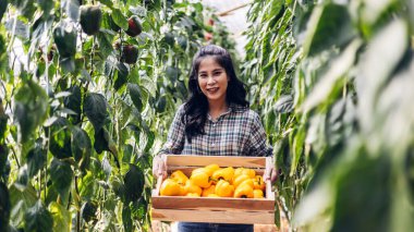 Çiftçi hasat çan biberi. tarım ve gıda üretimi kavramı. Çiftçi, ekolojik ve geleneksel bir serada Bell Pepper seçiyor. Çan biberi bahçesindeki mutlu bahçıvan. Sezon hasatı