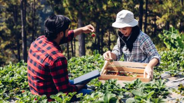 Çiftçi çilek tarlasında doğal organik çileklerle çalışıyor. Çiftçi dijital tablet kullanarak önlük giyerken doğal organik çiftlikteki taze çileklerin kalitesini kontrol ediyor.