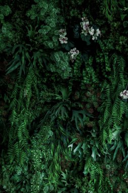 Herb wall, plant wall, natural green wallpaper and background. nature wall. Nature background of green forest