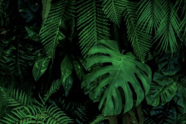 Herb wall, plant wall, natural green wallpaper and background. nature wall. Nature background of green forest