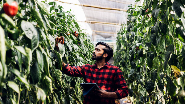 Farmer harvest bell pepper. agriculture and food production concept. Farmer picking a Bell Pepper in an ecological and traditional greenhouse. Happy gardener in bell pepper Garden. Season harvest