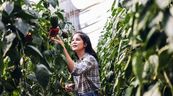 Çiftçi hasat çan biberi. tarım ve gıda üretimi kavramı. Çiftçi, ekolojik ve geleneksel bir serada Bell Pepper seçiyor. Çan biberi bahçesindeki mutlu bahçıvan. Sezon hasatı