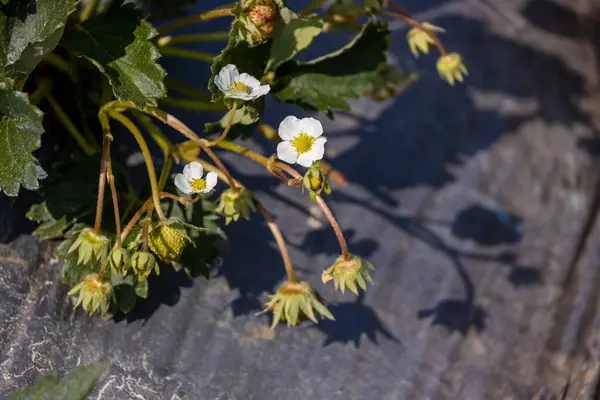 Blooming strawberries grow in a flower bed in spring. Strawberry bed On Organic Farm. Flowers garden strawberry. Strawberry flowers blooming in the wild garden. Fruit of  strawberry