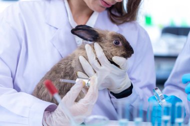 Bilimadamı ya da eczacı laboratuvarda hayvanlar üzerinde kimyasal madde testi yapıyor. Bilimsel laboratuvar deneyinde tavşan.