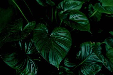 Herb wall, plant wall, natural green wallpaper and background. nature wall. Nature background of green forest