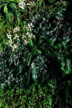 Herb wall, plant wall, natural green wallpaper and background. nature wall. Nature background of green forest