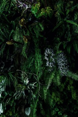 Herb wall, plant wall, natural green wallpaper and background. nature wall. Nature background of green forest