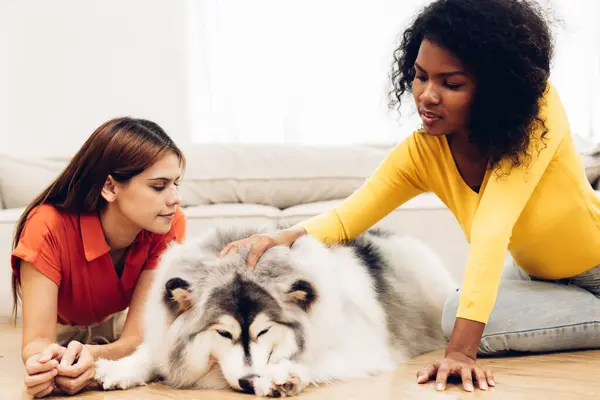 woman playing with  dog in Livingroom at home. People hugs or Playing pet dog with happy and smiling at home. Lovely pet