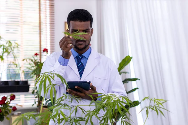 Scientist checking hemp plants in Lab. Concept of herbal alternative medicine or Cannabidiol (cbd ) oil.  Technology and Cannabis , The Increasingly Legal, Medical and Recreational Use of Marijuana