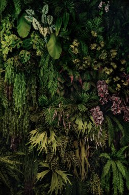 Herb wall, plant wall, natural green wallpaper and background. nature wall. Nature background of green forest