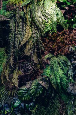 Herb wall, plant wall, natural green wallpaper and background. nature wall. Nature background of green forest