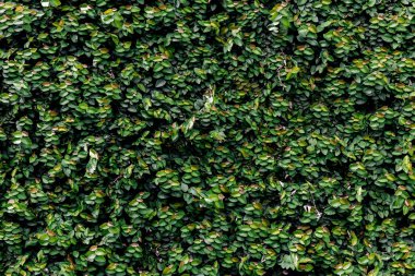 Herb wall, plant wall, natural green wallpaper and background. nature wall. Nature background of green forest