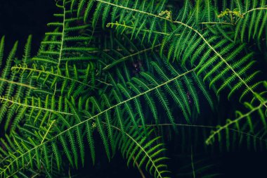 Herb wall, plant wall, natural green wallpaper and background. nature wall. Nature background of green forest